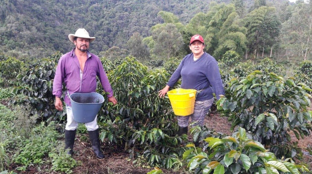 Workers colecting coffee cherries in Colombia