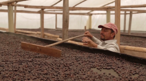 Worker shifting drying coffee beans that are on large tables