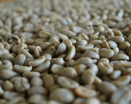 Dried coffee beans