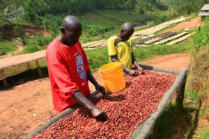 Workers sorting coffee cherries in Kayanza