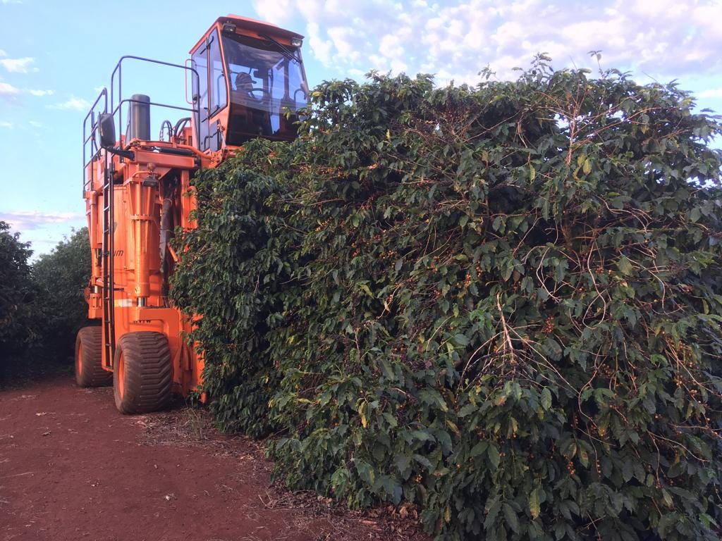 Farm equipment harvesting coffee crops
