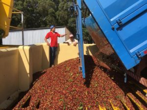 Dump truck unloading bed full of coffee cherries at processing facility