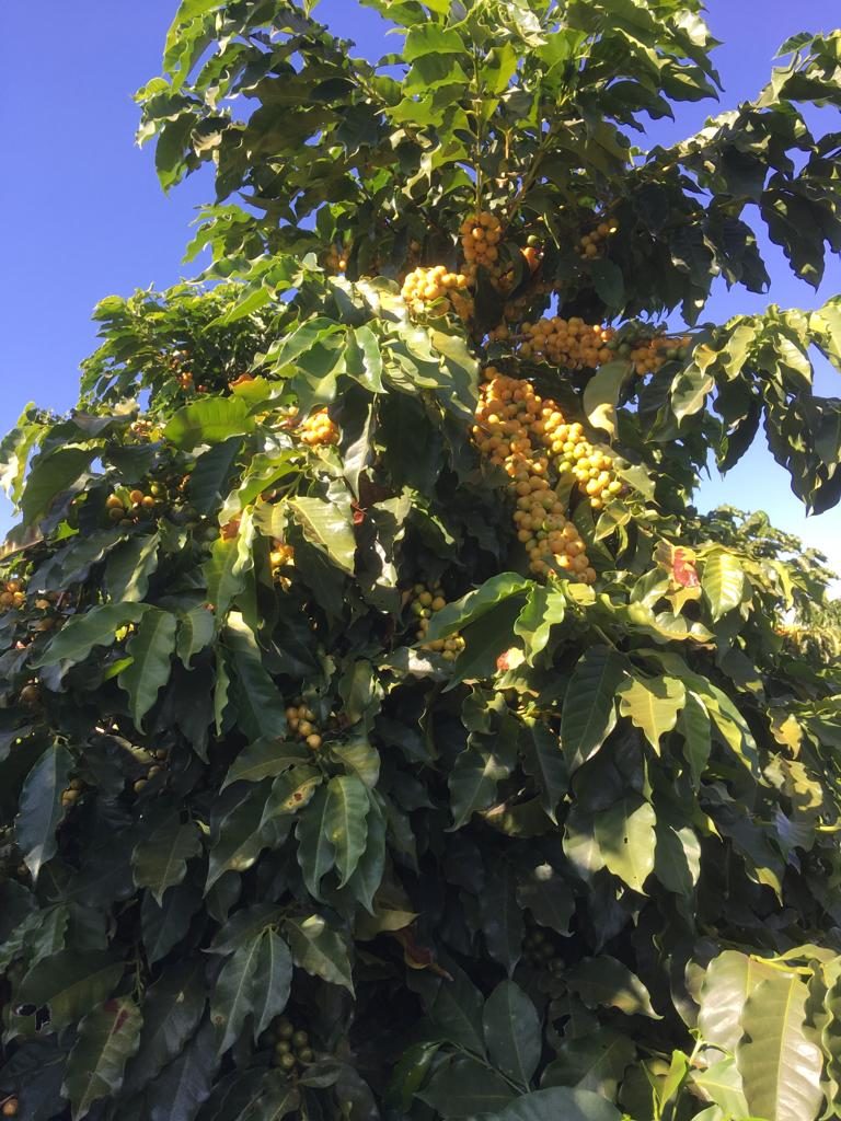 Yellow coffee cherries on plant in Brazil