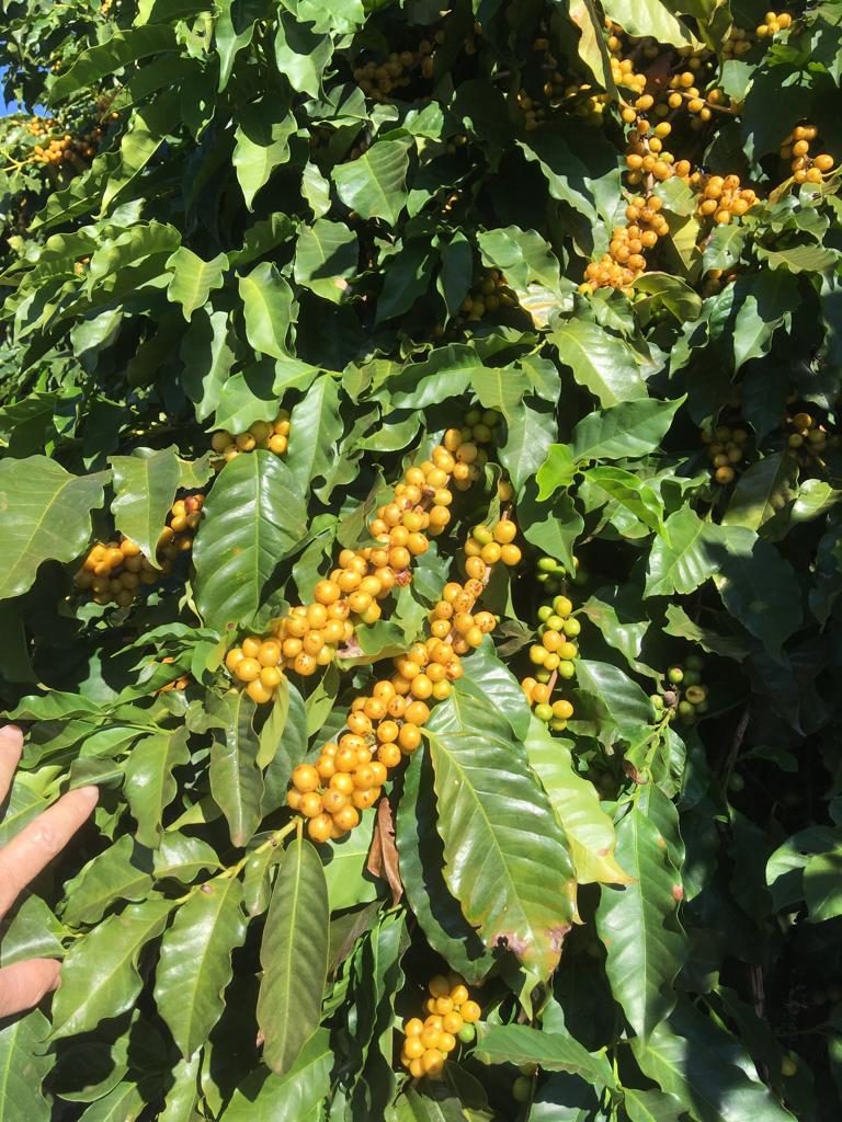Yellow coffee cherries on a plant in Brazil