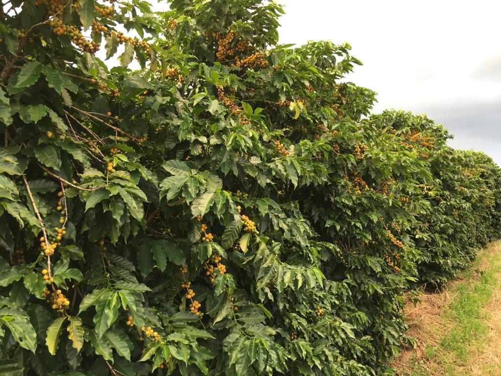 Yellow coffee cherries on plants in Brazil