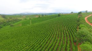 coffee field in mogiana