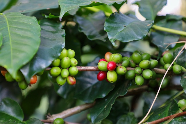 Coffee plant