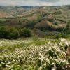 Coffee plants in bloom on rolling hillsides in Mogiana