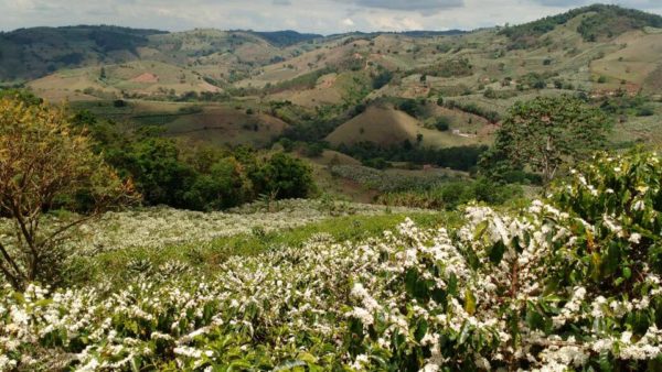 Coffee plants in bloom on rolling hillsides in Mogiana