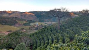 Mogiana coffee estate photographed during the golden hour