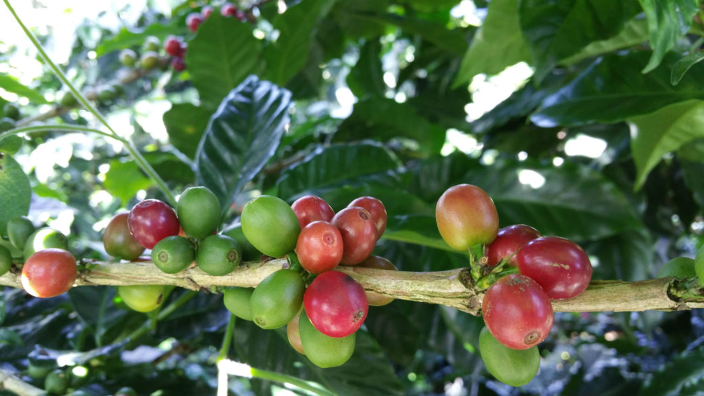 Closeup on Mogiana coffee cherries
