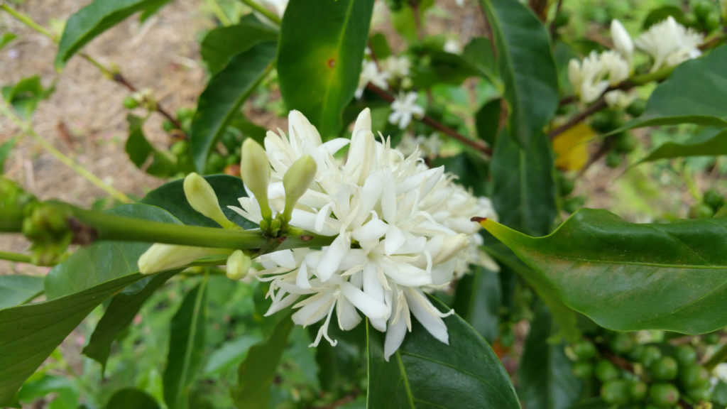 Mogiana coffee flower in bloom