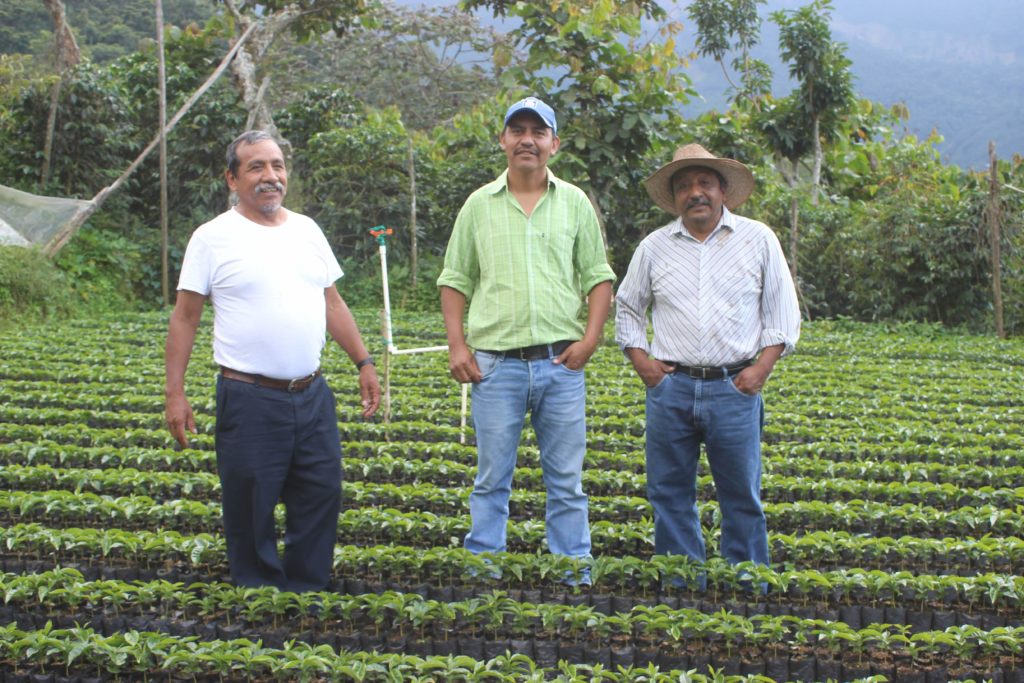 Three men standing among many coffee seedlings in el rancho Guatamala