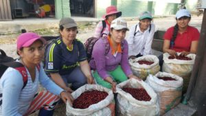 Women showing bags of Mesa De Los Santos coffee cherry harvest