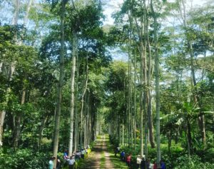 People standing next to the tall trees on the Mesa De Los Santos, Colombia