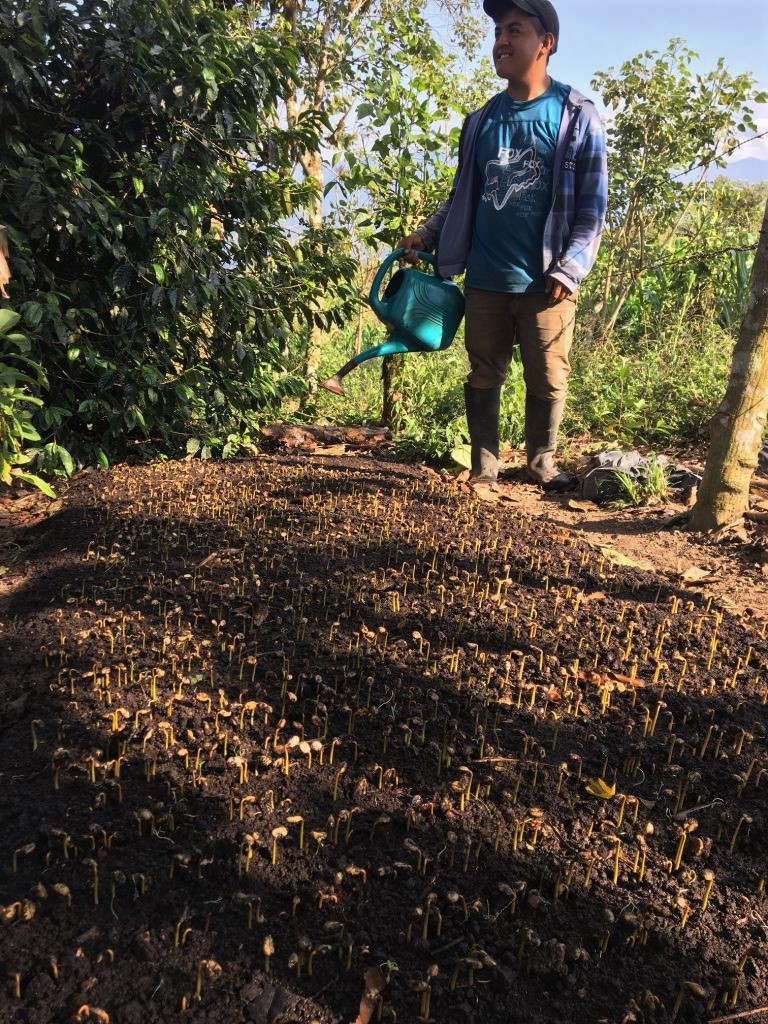 Man tending coffee seedlings in Totora Ecuador