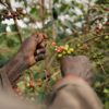 Person examining coffee cherries on a tree