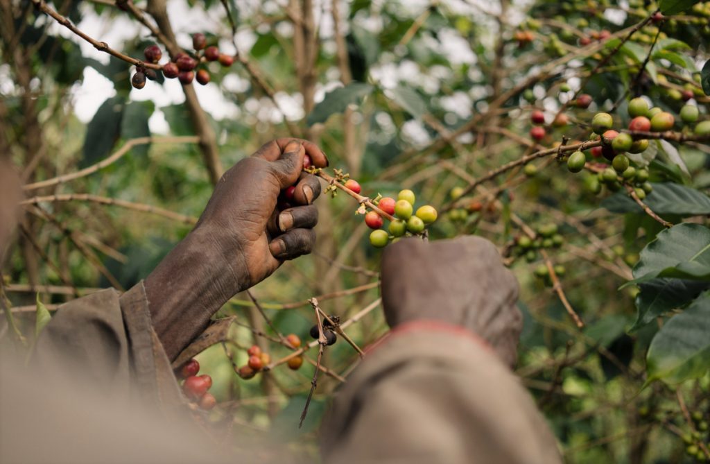 Person examining coffee cherries on a tree