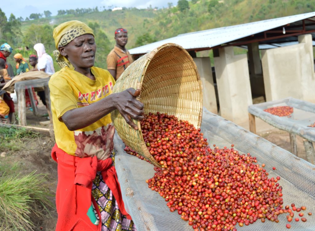 Woman pouring coffee cherries onto the outdoor drying bed in Burundi