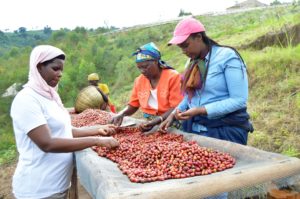 Workers in Turihamwe, Burundi sorting coffee cherries