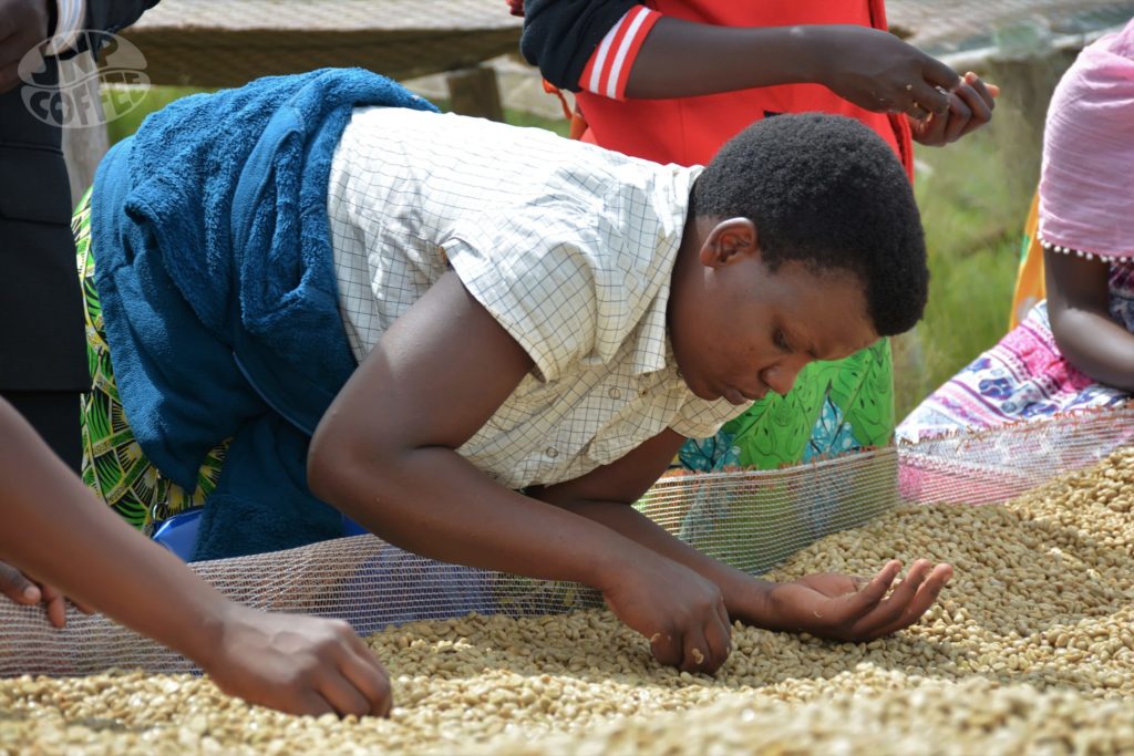 People sorting coffee beans outdoors Turihamwe, Burundi