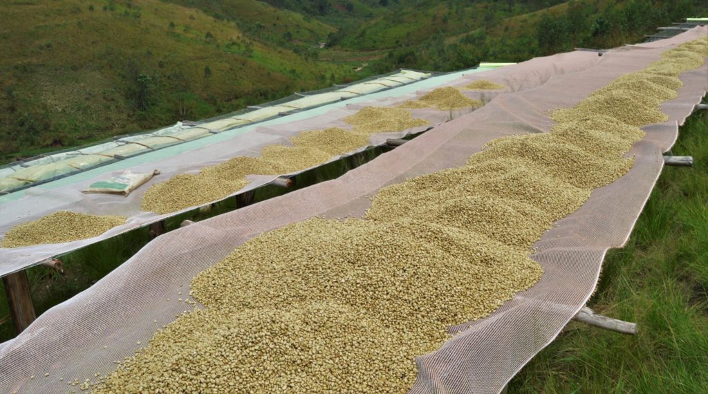 Coffee beans drying on a long bed outdoors
