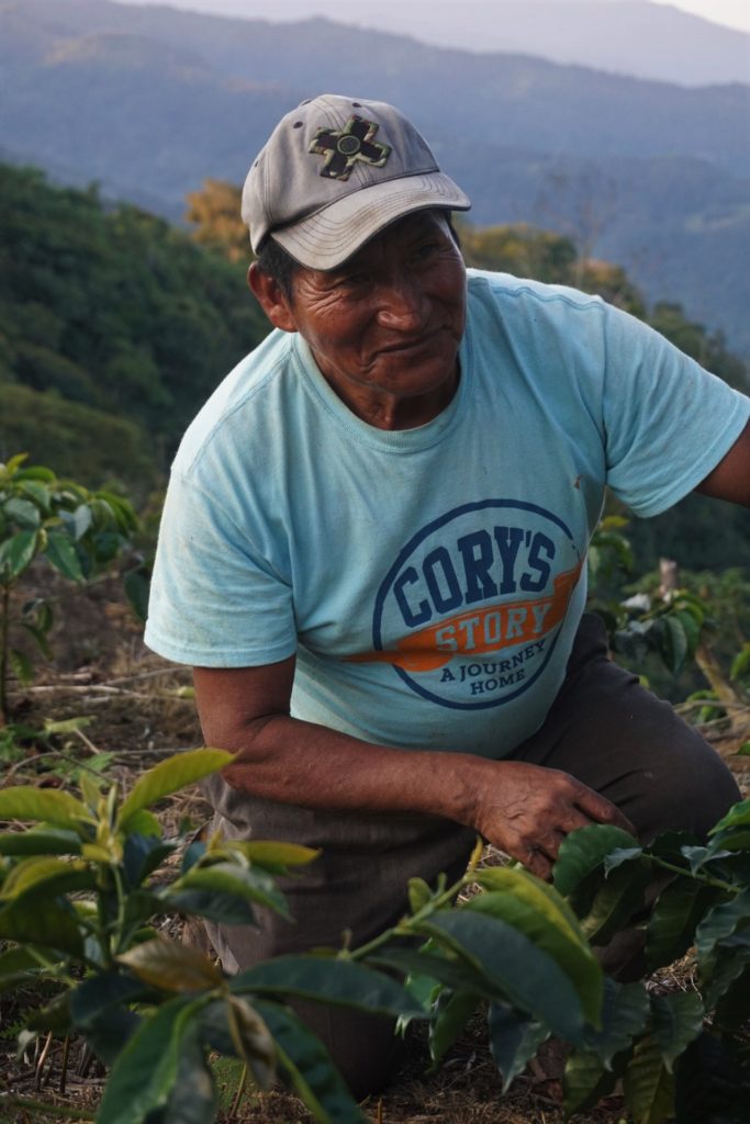 bolinda farmer looking at coffee saplings