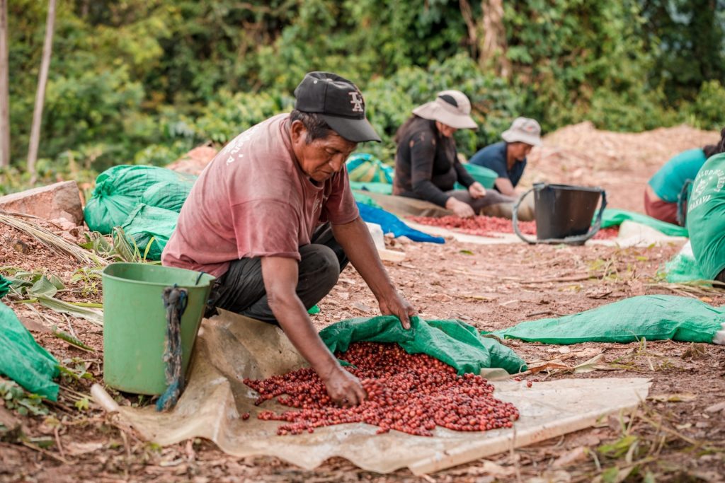 People sorting and drying coffee beans outdoors in Caranavi, Bolivia