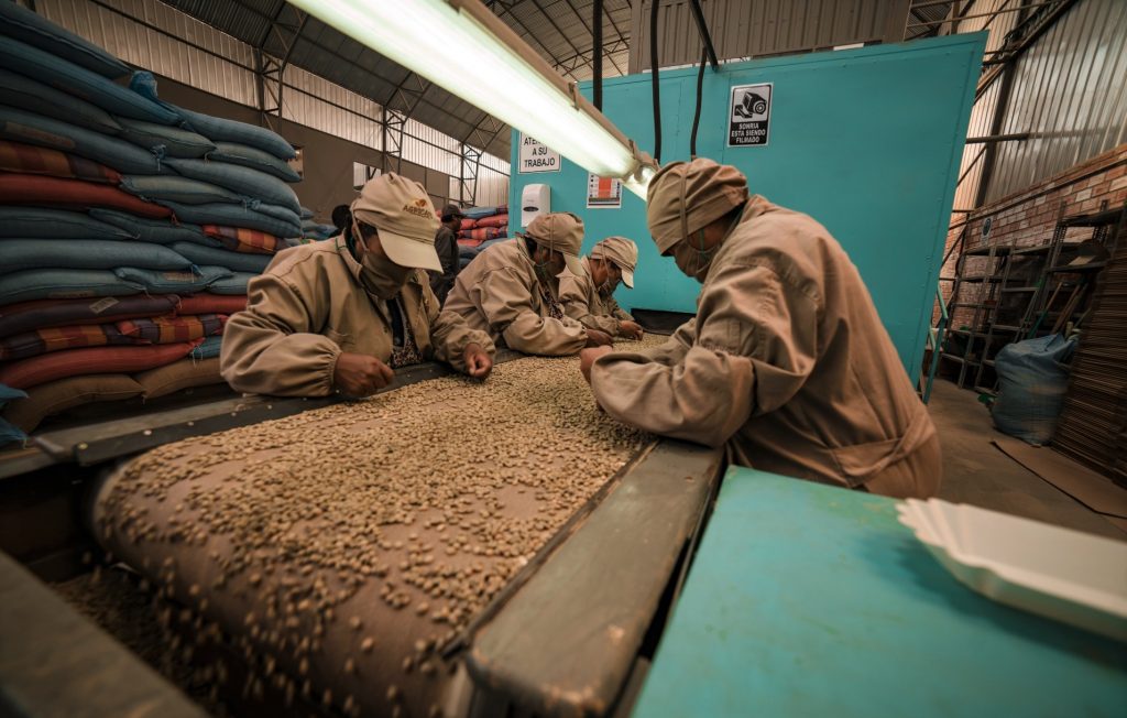 Workers sorting coffee beans on a conveyor belt in Caranavi, Bolivia
