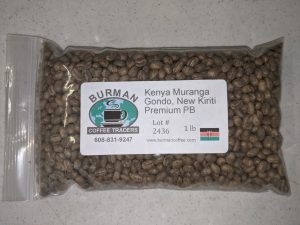 kenya muranga gondo, new kiriti premium pb coffee beans