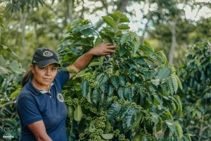 Woman standing with a coffee plant with green cherries Santa Maria, Colombia