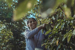 san juan farmer harvesting coffee cherries