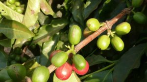 Green and red coffee cherries in Tanzania
