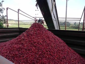 Truck filled with coffee cherries
