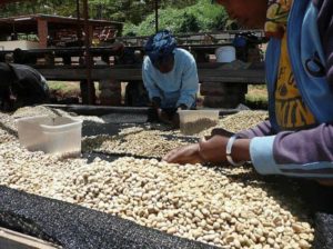 People sorting coffee beans on large outdoor tables in Tanzania