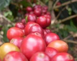 row of coffee cherries Colombian premium