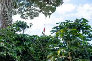 Costa Rican flag hanging above trees