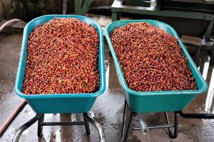 Two wheelbarrows filled with coffee cherries