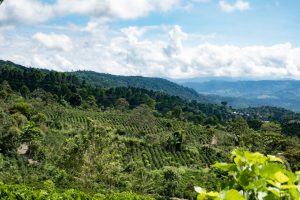 Costa Rican landscape, coffee plantation