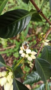 Bee on a coffee plant flower