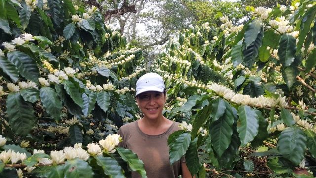 Woman standing among flowering coffee plants in El Salvador