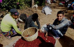 People sorting coffee cherries outdoors in El Salvador