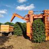 Machine and truck harvesting coffee cherries