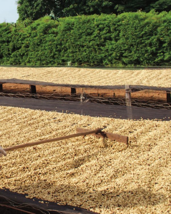 Coffee beans drying outdoors in Brazil