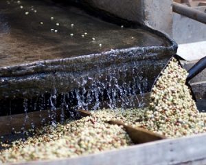 coffee beans being washed ethiopia