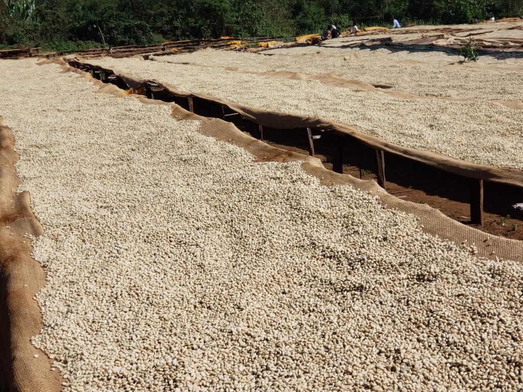 roba coffee beans drying bed
