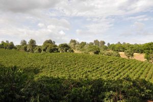 field in kilimanjaro for coffee drying