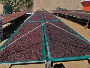 Sa'ah, coffee beans drying on long tables in yemen