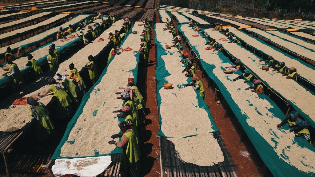 large field with many long tables and people sorting coffee beans wuri