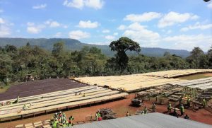 wuri landscape with long tables for sorting coffee beans